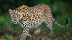 Leopard Sighted in Delhi's Sainik Farm Area Residents Urged to Stay Indoors