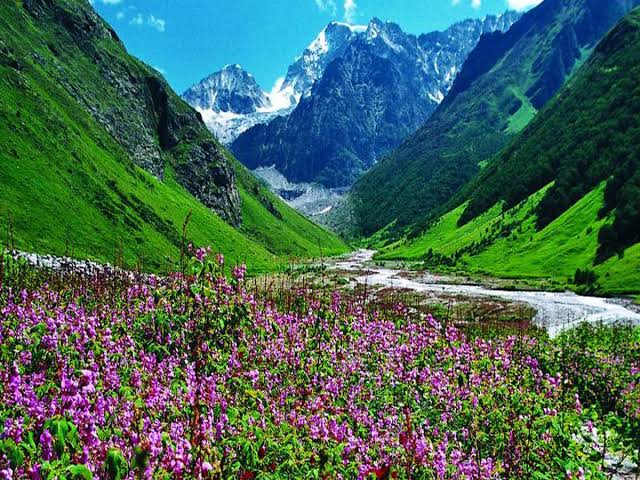 a valley with purple flowers and mountains with Valley of Flowers National Park in the background
